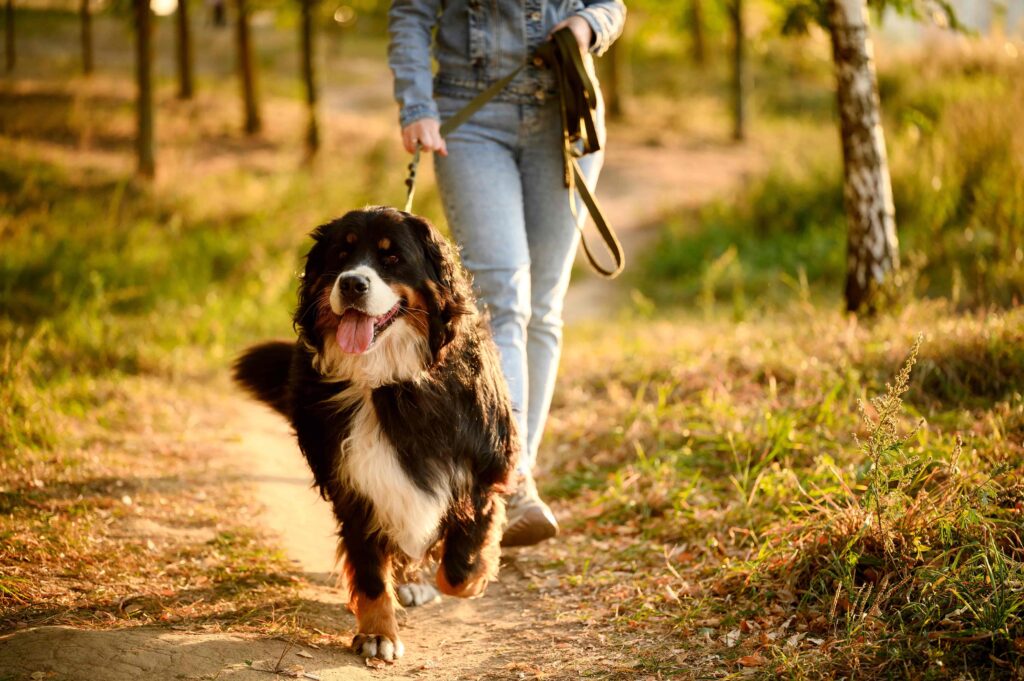Large Bernese Mountain Dog on a leash walking with owner in a park during sunset